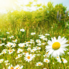 Spring Wallpapers آئیکن