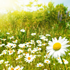 Frühling Hintergrundbilder Zeichen