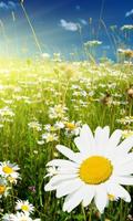 Spring Wallpapers পোস্টার