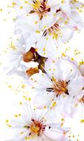 Spring Wallpapers اسکرین شاٹ 1