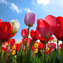 tulipes Fonds d'écran APK