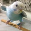 Budgie:Life Activities And Fun World Of Budgies