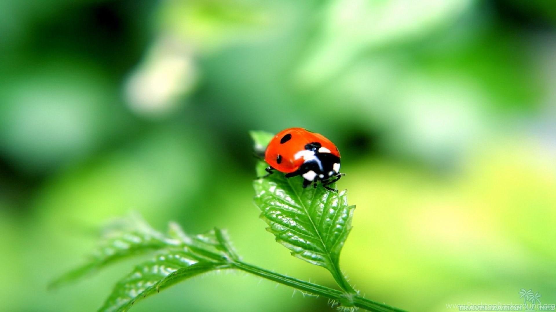 photo Insect Wallpaper Ladybug lady bug wallpaper ladybug pictures hd