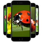 Ladybug Wallpapers 图标