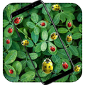 Ladybug Live Wallpaper