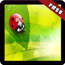 Ladybugs Wallpaper APK