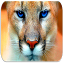 sons Cougar APK