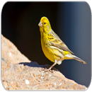 sons Canaries APK