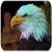 Bald Eagle terdengar