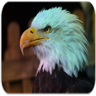 Bald Eagle sounds ikon