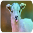 Goat sounds APK