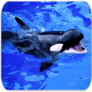 Killer whale sounds APK