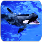 Killer whale sounds أيقونة