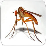 Mosquito sounds icon