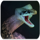 Snake sounds icon