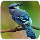 Blue Jay sons d'oiseaux icône