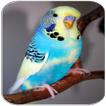 Parakeet sounds