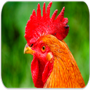 Rooster sounds APK