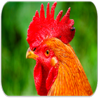 Rooster sounds icône