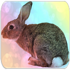 Rabbit sounds icono