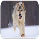 Wolf sounds APK