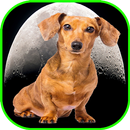 Laika The Space Dog APK