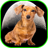 Laika The Space Dog icon