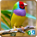 Bird Sounds