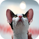 Cornish Rex Cats Wallpapers APK