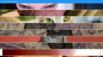 Cornish Rex Cats Wallpapers Affiche