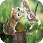 Cat Fight Wallpapers icono