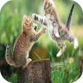 Cat Fight Wallpapers