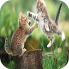 Cat Fight Wallpapers आइकन