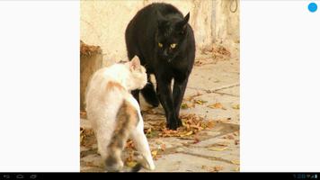 Cat Fight Wallpapers स्क्रीनशॉट 3