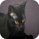 Bombay Cats Wallpapers APK