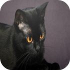 Bombay Cats Wallpapers icon