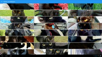 Bombay Cats Wallpapers poster