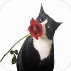 Black & White Cats Wallpapers icône