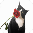 Black & White Cats Wallpapers icono