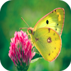 Butterfly Wallpapers иконка