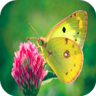Butterfly Wallpapers أيقونة