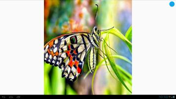 Butterfly Wallpapers تصوير الشاشة 2