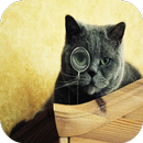 Korat Cats Wallpapers APK