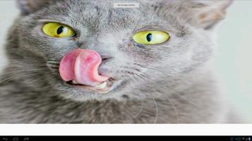 Korat Cats Wallpapers capture d'écran 2