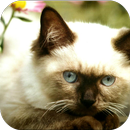 Himalayan Cats Wallpapers APK