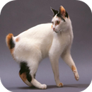 Japanese Bobtail Cats APK