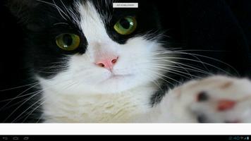 Japanese Bobtail Cats capture d'écran 1