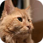 Maine Coon Cats Wallpapers icon
