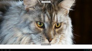 Maine Coon Cats Wallpapers Affiche