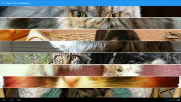 Maine Coon Cats Wallpapers capture d'écran 1